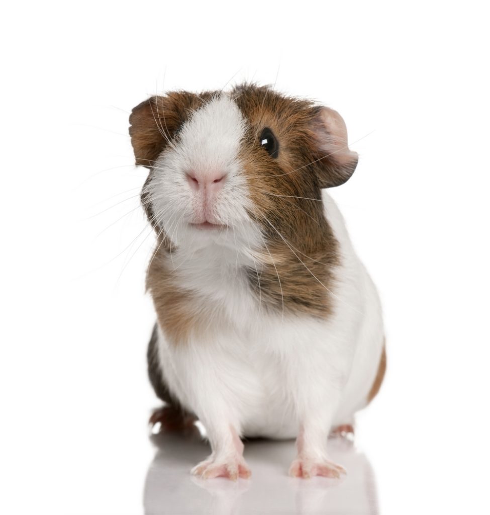 guinea-pig-cavia-porcellus-isolated-975x1024